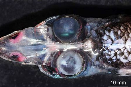 Foto: Pez ojo de barril cabeza de cristal (Glasshead barreleye) de cerca. 